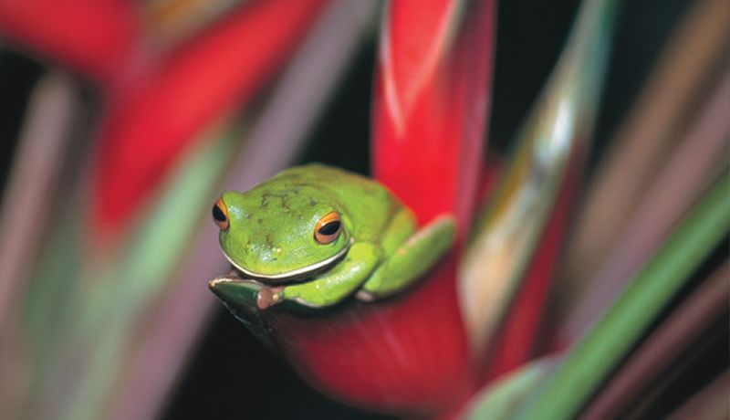 Daintree Rainforest Green Tree Frog  - Daintree Secrets Rainforest Sanctuary