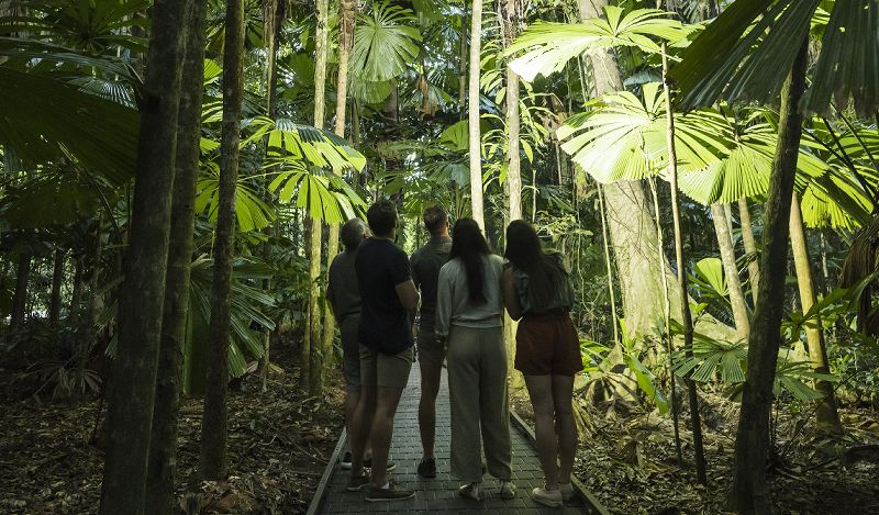 Daintree Rainforest Boardwalk Hiking Trails Self-guided wooden boardwalk trail path weaving through the dense ancient Wet Tropics rainforest