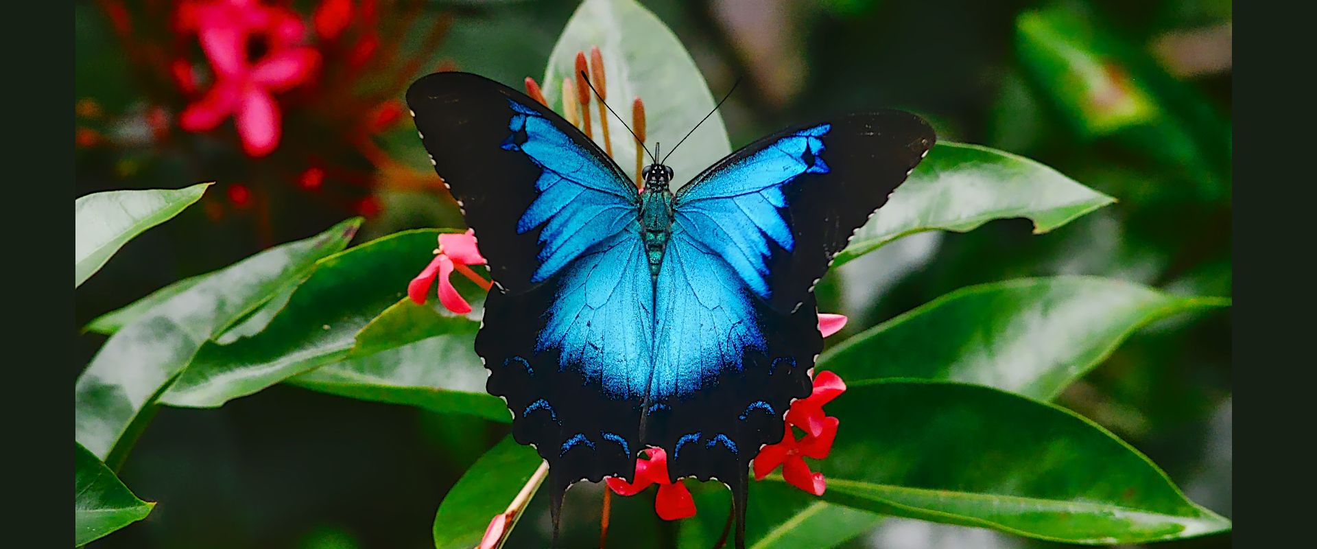 Ulysses Butterfly at Daintree Secrets Rainforest Sanctuary Vibrant blue Ulysses butterfly on a red tropical flower in the Daintree Rainforest