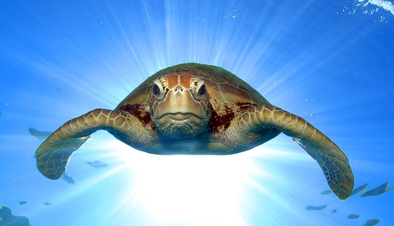 Great Barrier Reef Sea Turtle  - Daintree Secrets Rainforest Sanctuary